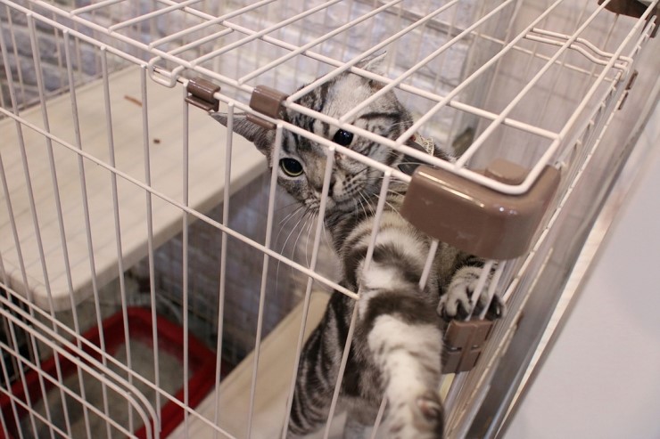  목동 고양이카페 ~ 커피타는 고양이