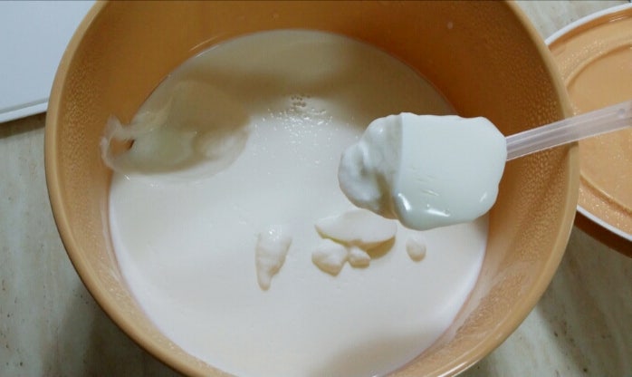 오쿠로 유산균 만들기