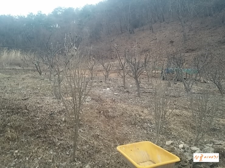 초보농군 산골에 돼지감자 심어요.