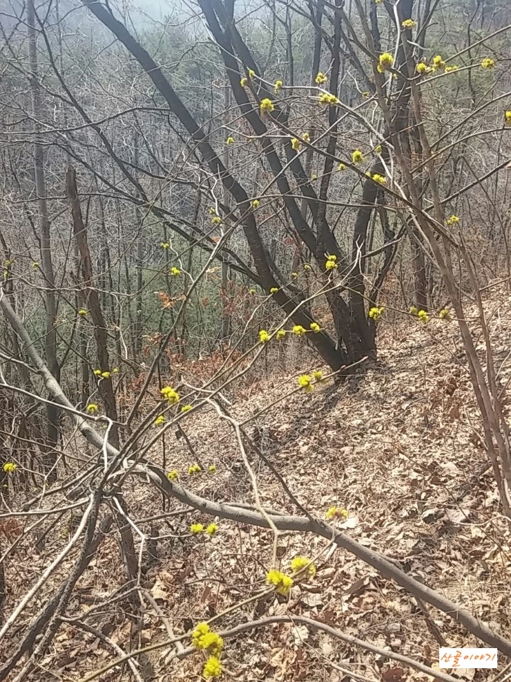 생강나무꽃이 피었다.생강나무꽃차 만들기