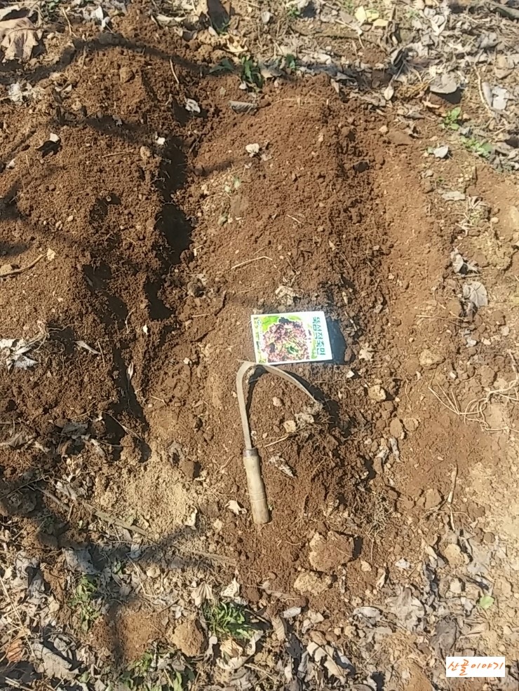 텃밭 두둑 만들다.