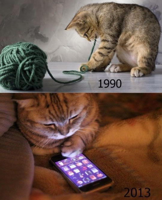 1990년생 고양이의 이해력