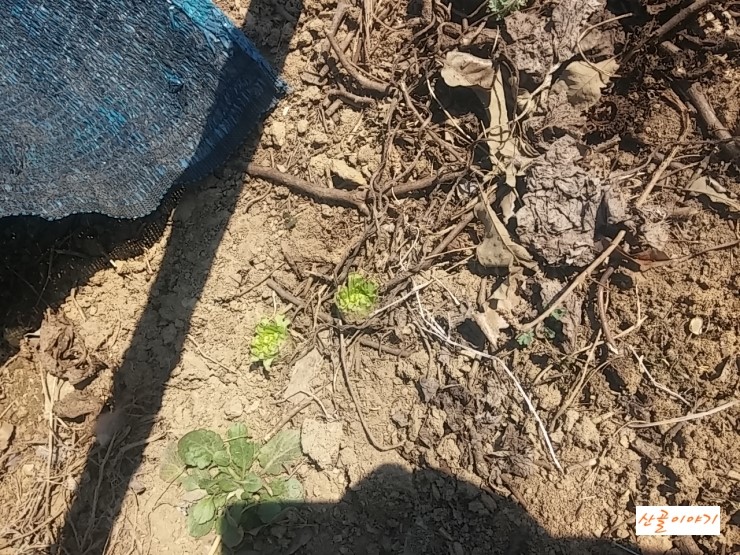 가래 기침에 좋은 머위꽃차 만들기와 효능 -산골이야기