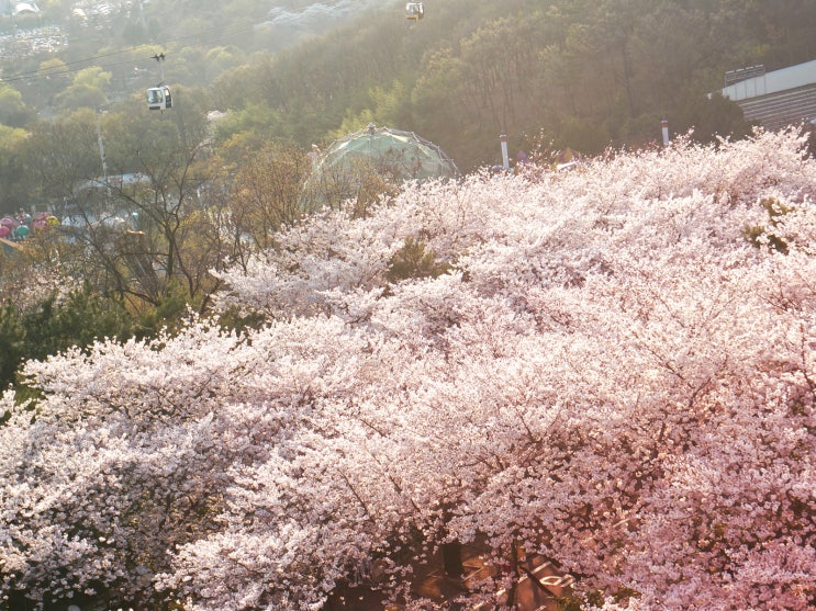  두류공원 E월드 벚꽃.jpg