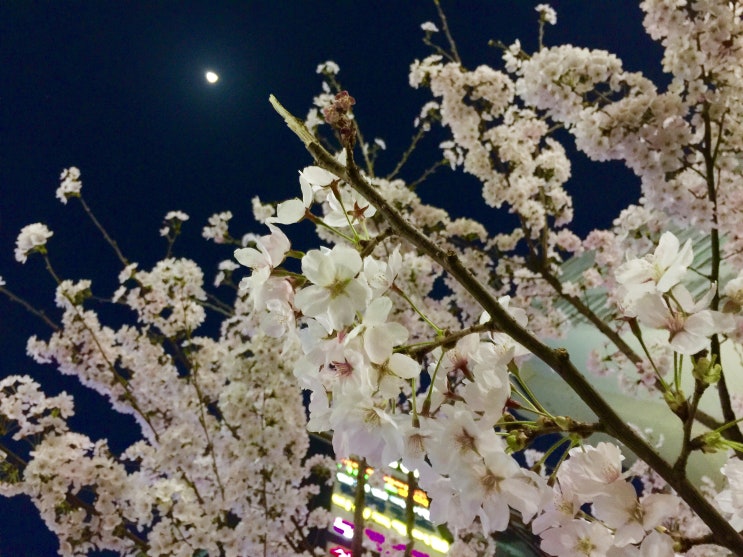  밤에 핀 벚꽃.jpg