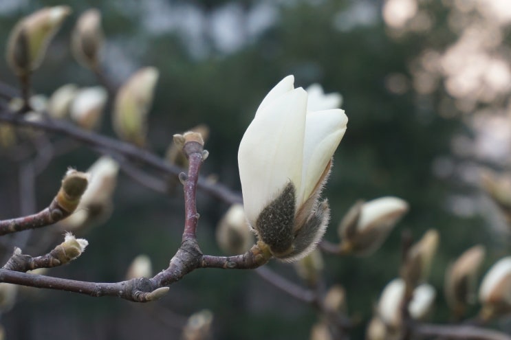  봄이 왔어요, 봄에 이쁜 맞는 식물사진들을 올려봤습니다.