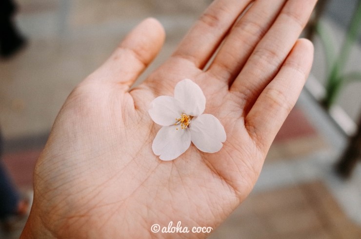  부산에서 벚꽃을 볼 수 있는 대표적인 포인트