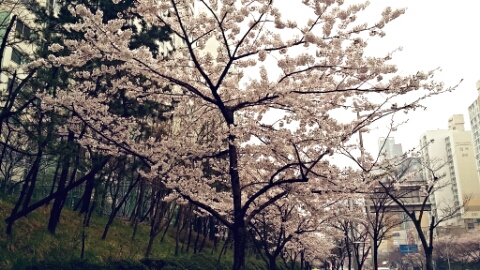  벚꽃~ 만개중입니다~~