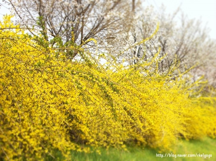 예쁜 봄사진 벚꽃사진 봄 관련 사진 감상해요 : 네이버 블로그