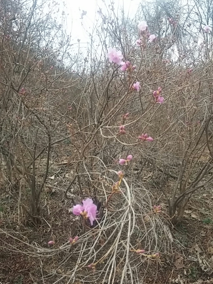 진달래 꽃차 만들기