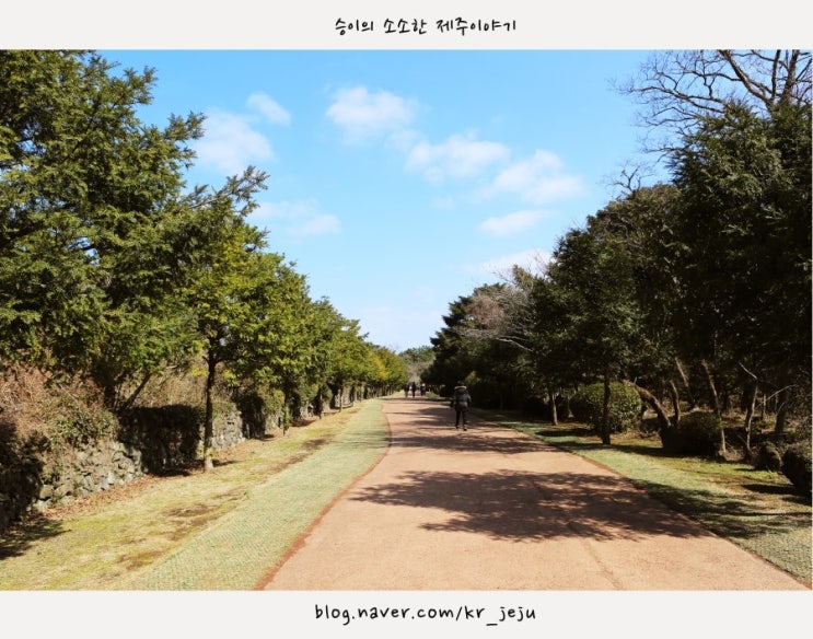  제주도 비자림, 제주도 산책길 추천, 비자림! 소요시간 1시간 내외의 기분좋은 산책!