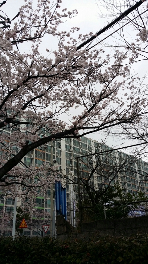 마산 가포 벚꽃길 마산 가포 벚꽃길