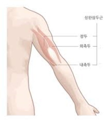 팔 빼기, 여삼두근 트레이닝, 고기 탄력 있게! 3