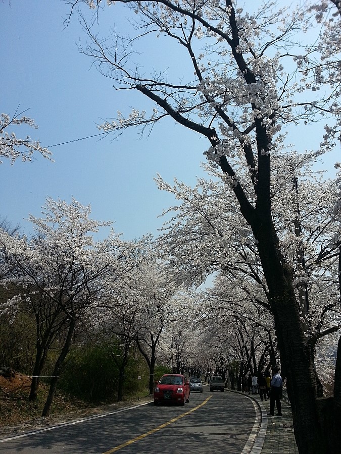  벚꽃(춘천댐)(14.04.09)
