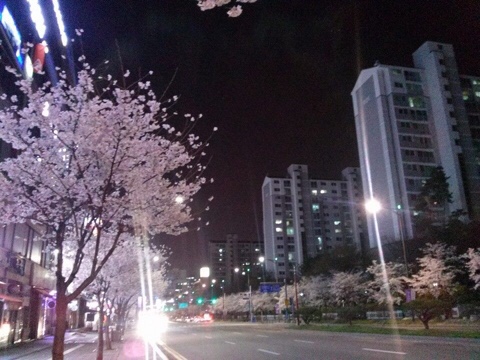 산본에서 즐기는 봄 벚꽃구경