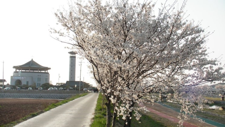  서산 봄꽃 주말여행 해미천 벚꽃 절정 벚꽃야외 음악회도 함께 즐겨요