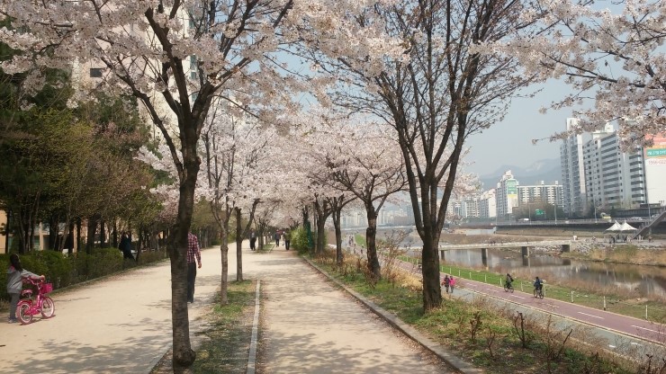  벚꽃구경하고 가세요 / 벚꽃이 활짝 폈어요