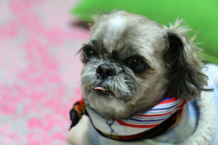  메롱