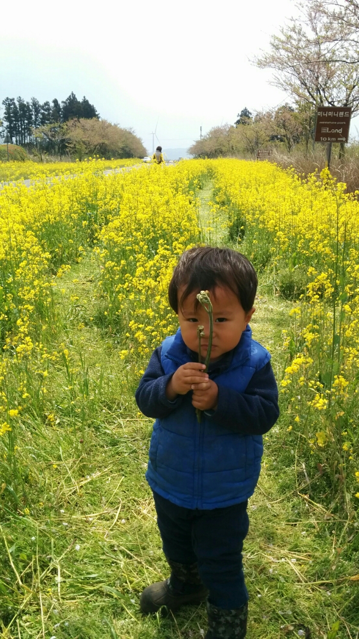  가시리 유채꽃