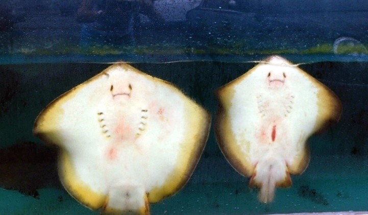 반전의 귀요미, 웃는 가오리 '~' : 네이버 블로그 반전의 귀요미, 웃는 가오리 '~' : 네이버 블로그