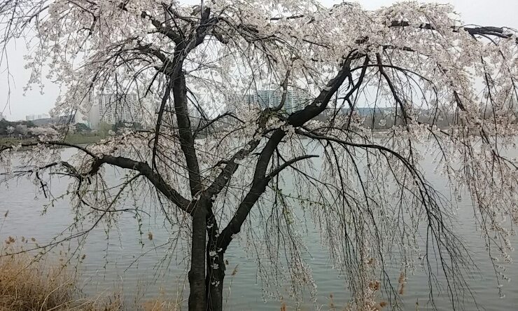 수원 서호공원 벚꽃축제