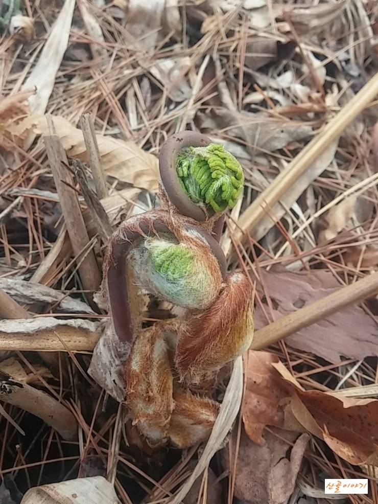  약초산행