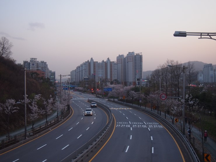  벚꽃 사진 촬영 (9pic)