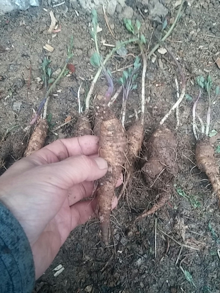 더덕, 잔대 산행 결과물