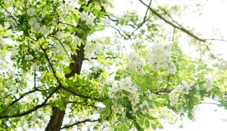 동구밖 과수원길과 아카시아 (가사,악보)