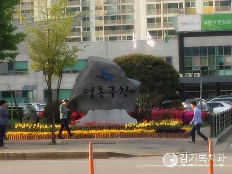 수원 영통구청 근처의 화사한 튤립! 꽃피는 봄!