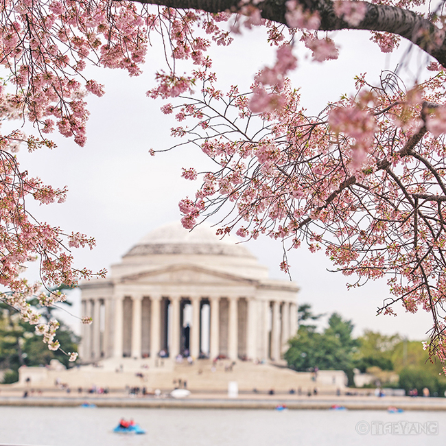 미국여행 벚꽃 명소, 뉴욕에서 워싱턴 벚꽃축제 당일치기 : 네이버 블로그