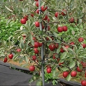 알프스오토메묘목 저렴하네.