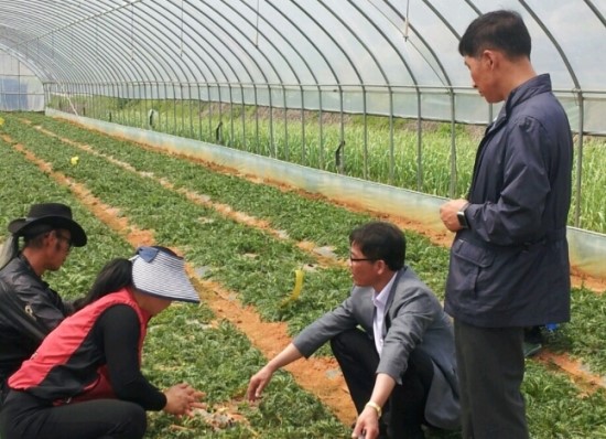 마카재배에 관심을 갖다 마카재배에 관심을 갖다