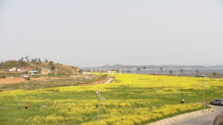 서산 간월도 유채꽃과 간월암이 예뻐졌어요