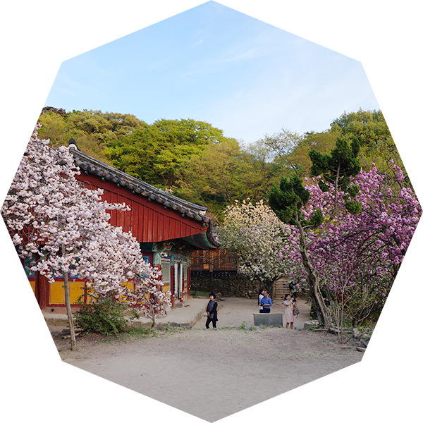  서산 개심사 / 왕벚꽃 / 청벚꽃 / 올해 마지막 벚꽃구경 / 봄나들이