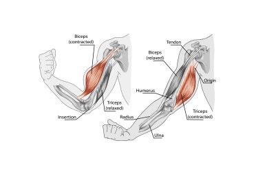 스피드 검사 _ Speed's test(biceps or straight-arm test) : 네이버 블로그