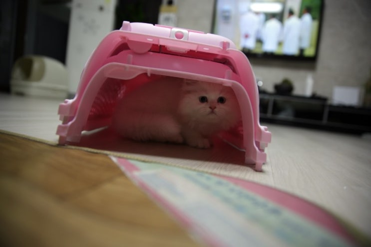  오늘의 고양이 용품, 고양이 가방 입니다.. ^^ 