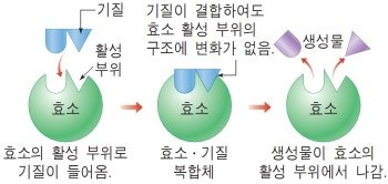 효소 구조 생화학> 효소(Enzyme)의 구조 및 특성