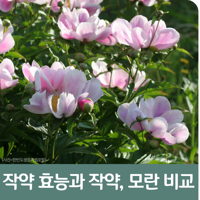 수세미즙효능,작약꽃말,흰작약작약차효능:비염에좋은약초,혈행에몸에좋은차 7