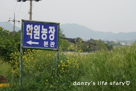  [ 전라도여행 ] 전북 고창 가볼만한 곳 학원농장 청보리밭 구경했어요 