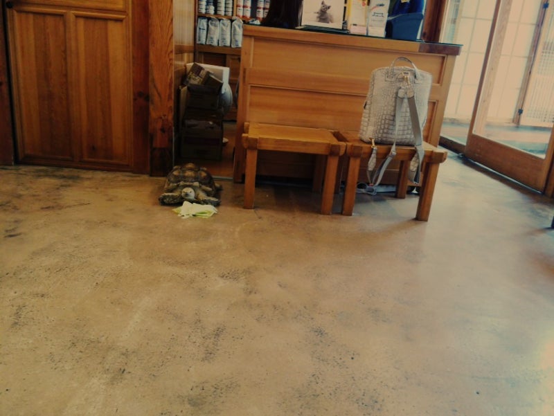 [대구동물병원]노령견전문 동물병원 오원석황금 동물병원