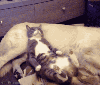  개와 고양이