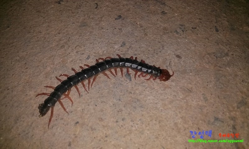 지네효능,지네술 만드는법,지네술 담그는법,지네 복용시 주의사항