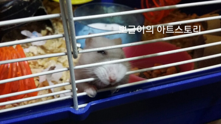  고슴도치들의 사진촬영