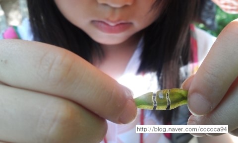 광나루한강공원 고덕수변생태공원 - 두충나무숲에서 놀아요^^