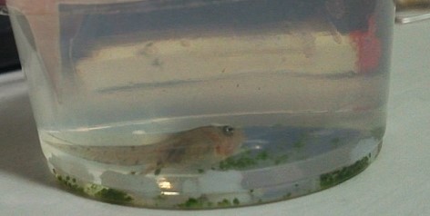 올챙이 뒷다리가 나왔네요^^