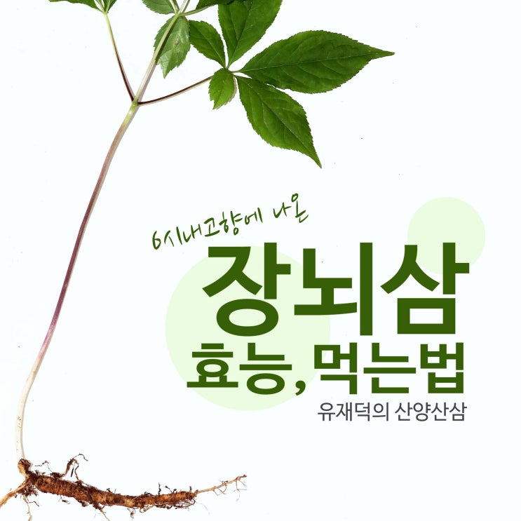 산양산삼 산양삼효능 장뇌삼 먹는법 소개해요 5