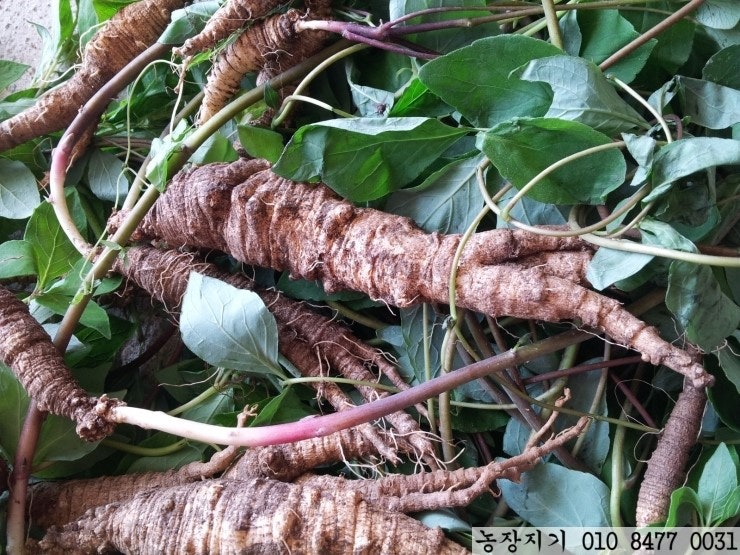 산더덕 효능 / 자연산 더덕 가격