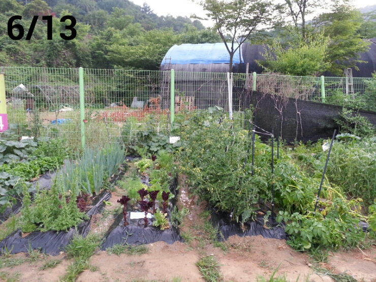  고구마 순 키우기 시작