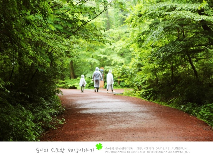 제주 숲길은 역시 사려니 숲길! 한국의 아름다운 숲길 사려니숲길에서 산책해보세요! 제주산책추천!
